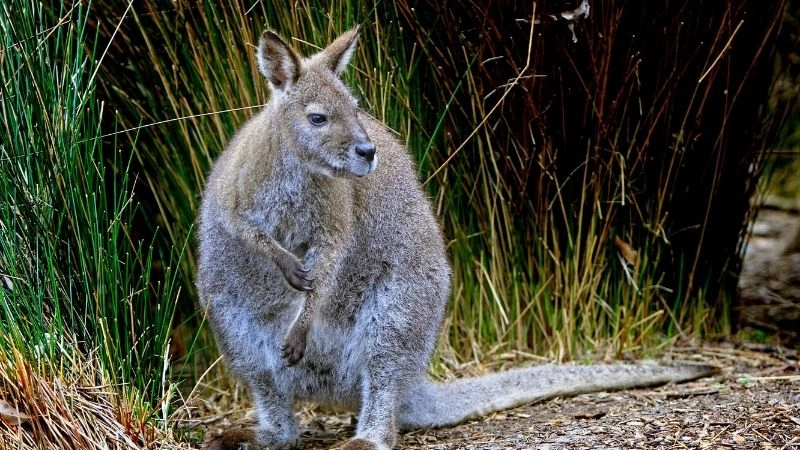 Thú có túi nhóm động vật độc đáo của tự nhiên