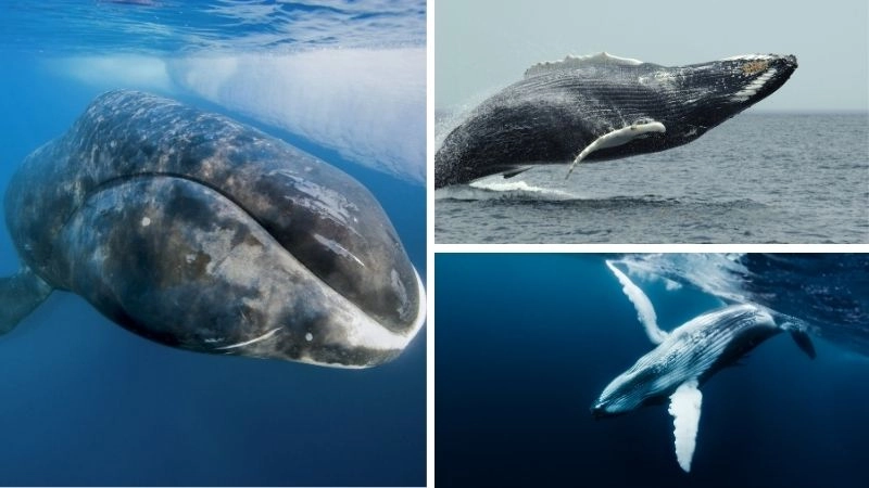 Cá voi đầu cong khổng lồ bí ẩn của đại dương