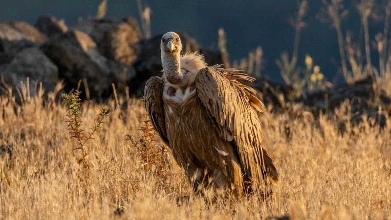 Kền kền và hành vi ăn xác