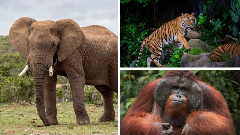 Mất môi trường sống và tác động sinh thái