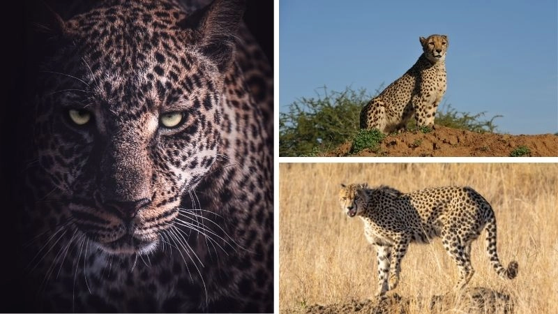 Báo săn và vai trò trong hệ sinh thái