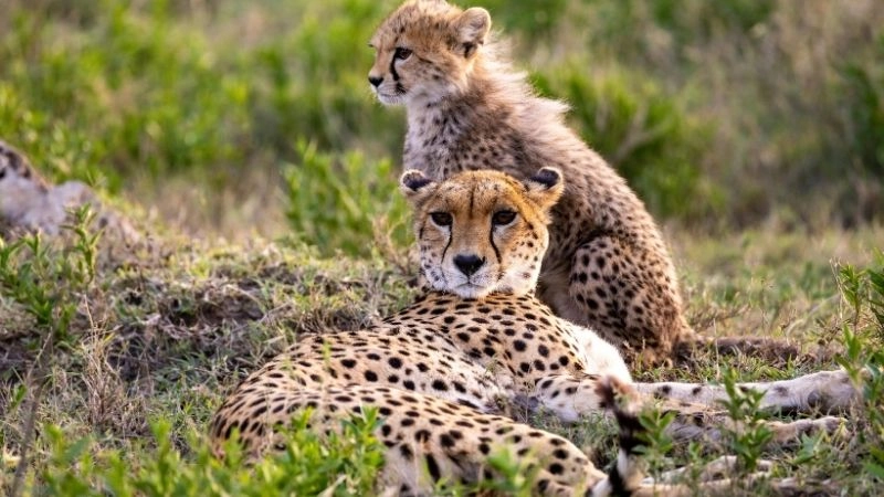 Tốc độ động vật và đa dạng sinh học