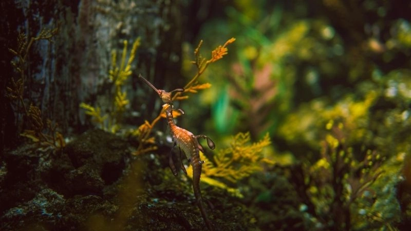 Động vật sinh sản và đa dạng sinh học