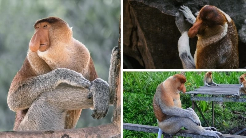 Voi biển khổng lồ hiền lành của đại dương