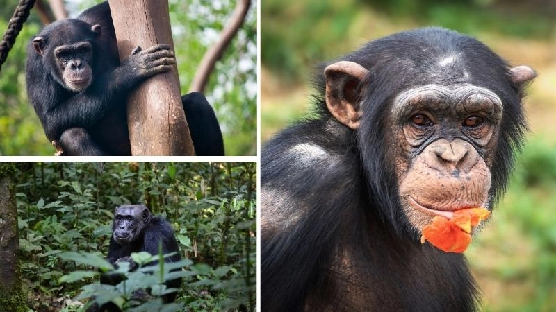 Động vật thông minh biểu hiện trí tuệ vượt trội