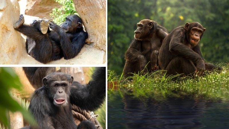 Xã hội động vật cấu trúc đoàn kết tự nhiên