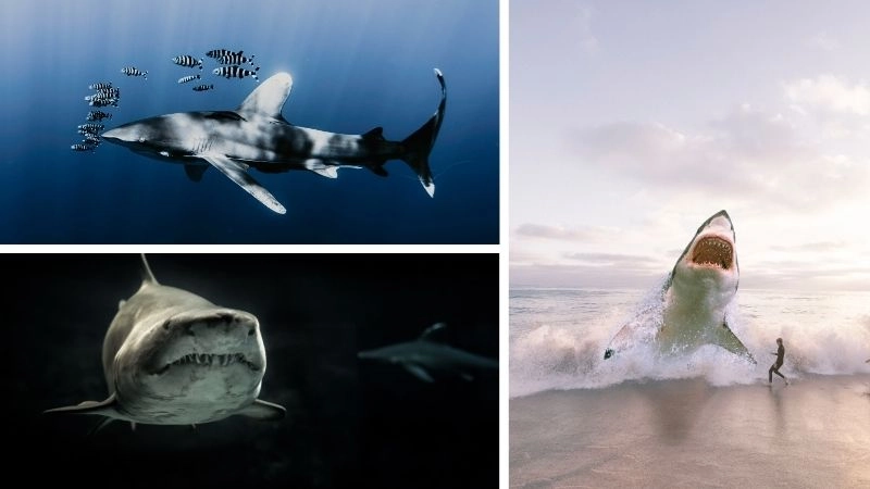 Hệ miễn dịch động vật bảo vệ sự sống