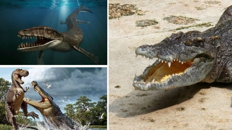 Động vật kỳ lạ sự độc đáo của tự nhiên