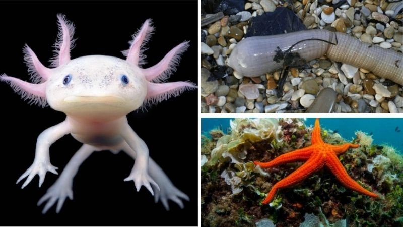 Tái sinh cơ thể kỳ diệu trong tự nhiên