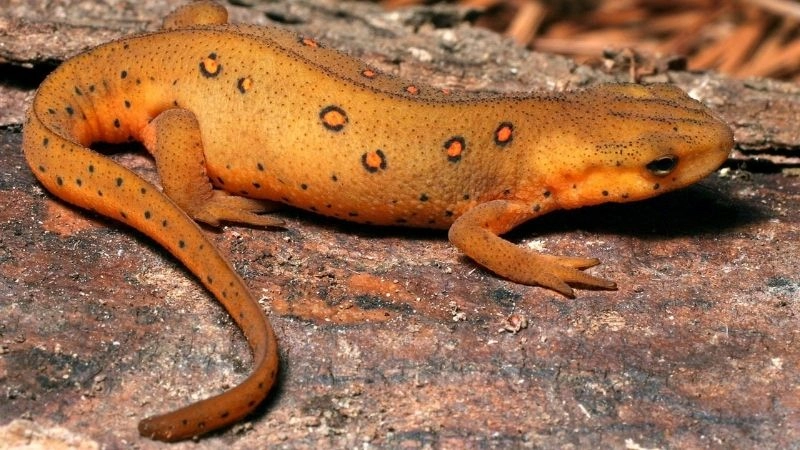Axolotl nhà vô địch tái sinh tự nhiên