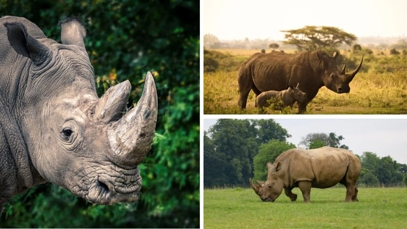 Sừng dài nhất và khả năng sinh tồn