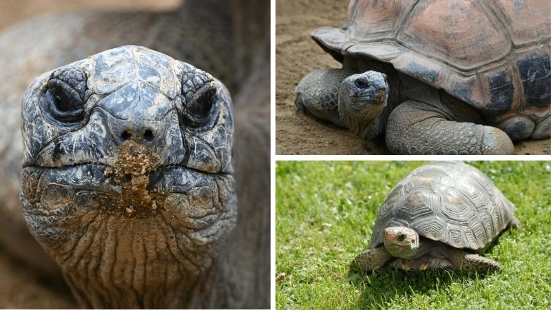Rùa Aldabra biểu tượng trường thọ Seychelles