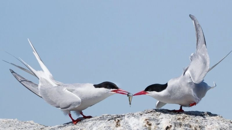 Chim di cư kỳ tích bay qua hàng ngàn dặm
