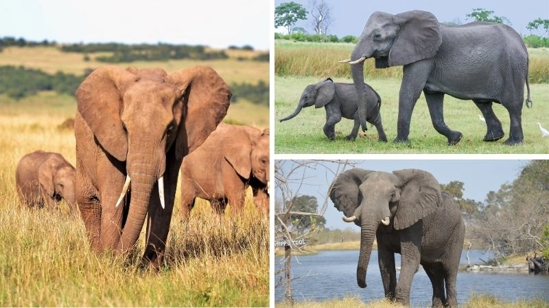 Tái tạo rừng và tầm quan trọng với môi trường