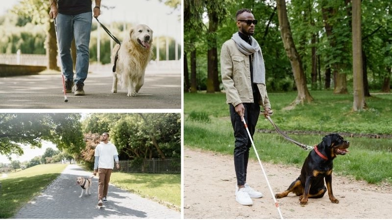 Huấn luyện chó kỹ năng hỗ trợ chuyên sâu