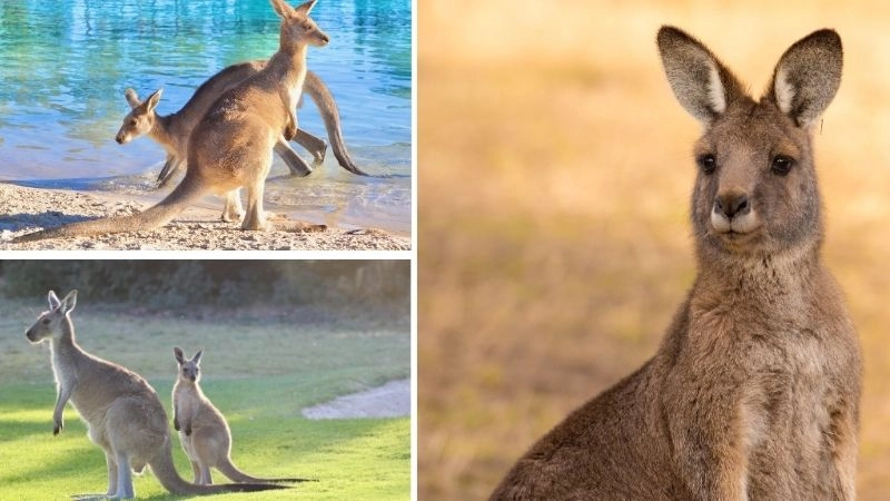 Chuột túi biểu tượng năng động của Úc