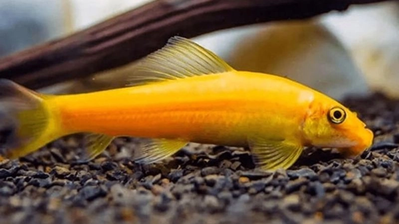 Cá nước ngọt nền tảng hệ sinh thái