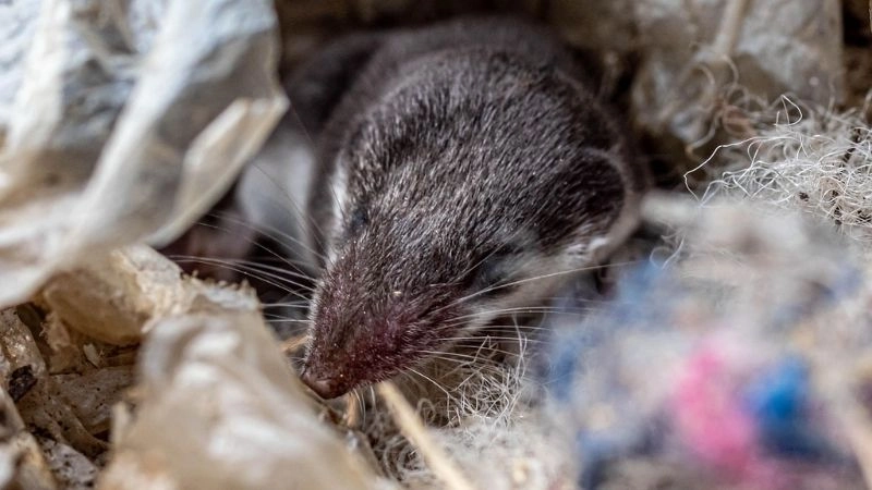 Nhỏ nhất thế giới và khả năng sinh tồn