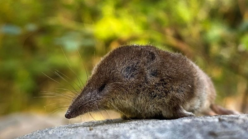 Đặc điểm động vật và đa dạng sinh học