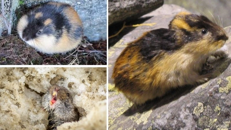 Động vật đơn độc lối sống độc lập tự nhiên