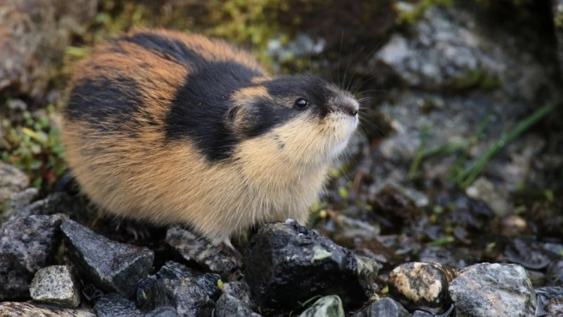 Hành vi động vật phản ánh bản năng sinh tồn