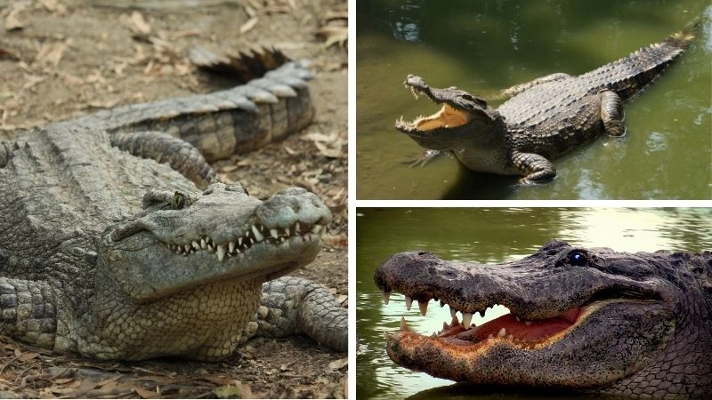 Đầm lầy hệ sinh thái đa dạng vùng nước