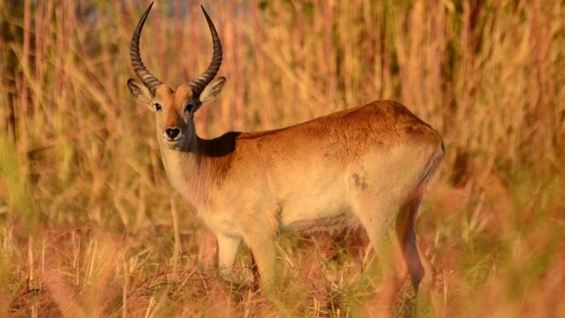 Thảo nguyên châu Phi hệ sinh thái đa dạng