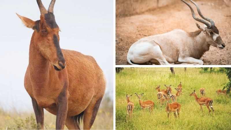 Động vật thảo nguyên sức sống của đồng cỏ