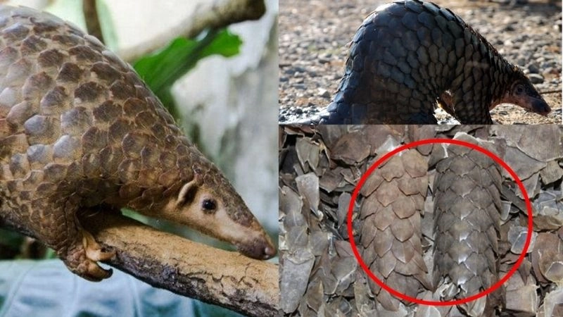 Sách đỏ Việt Nam và ý nghĩa bảo tồn