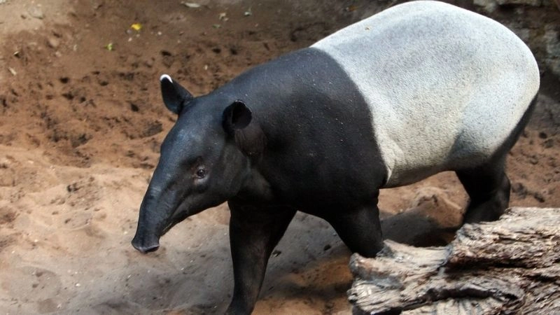 Bảo tồn Việt Nam và hành động cần thiết