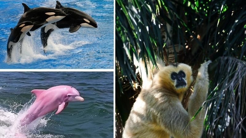 Sách đỏ Việt Nam danh sách loài cần cứu