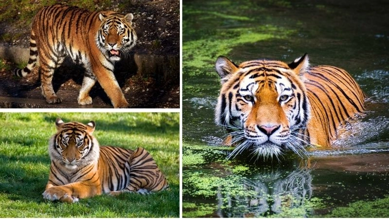 Đặc điểm hổ thể hiện sự uy nghi của chúa tể rừng