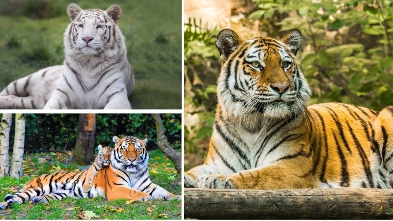 Hổ Siberia biểu tượng sức mạnh vùng rừng lạnh giá