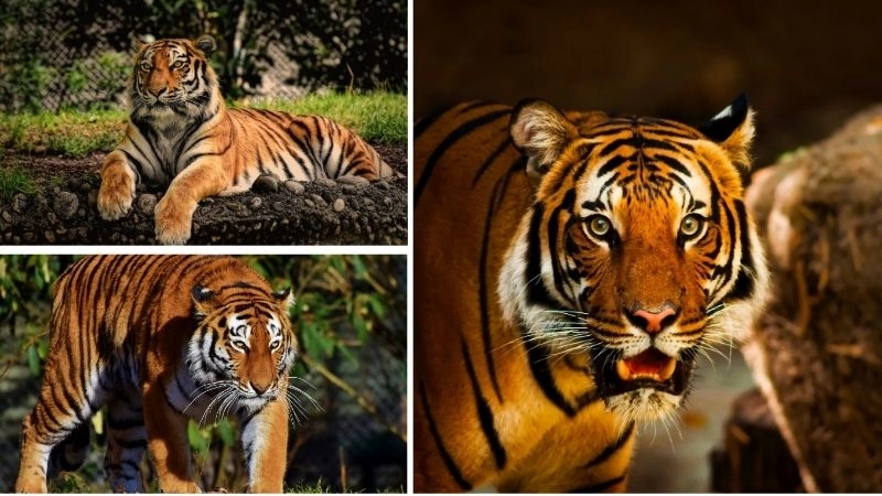 Hổ lớn nhất thế giới sức mạnh và vẻ đẹp hoang dã