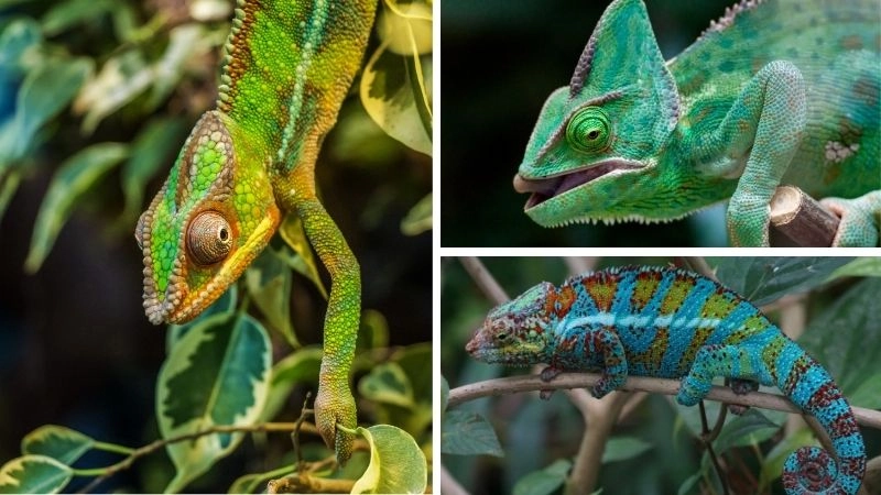 Đặc điểm kỳ nhông thích nghi với môi trường sống