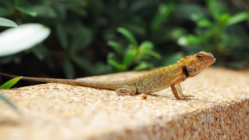 Kỳ nhông lớn nhất biểu tượng sức mạnh tự nhiên