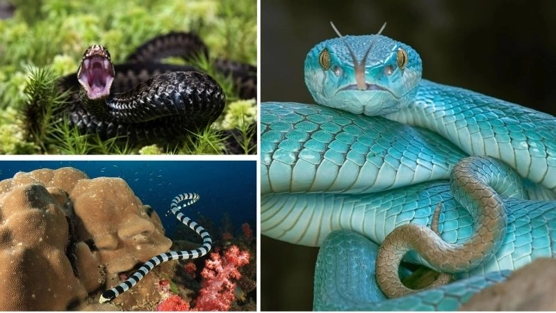 Đặc điểm rắn độc thích nghi với môi trường khắc nghiệt