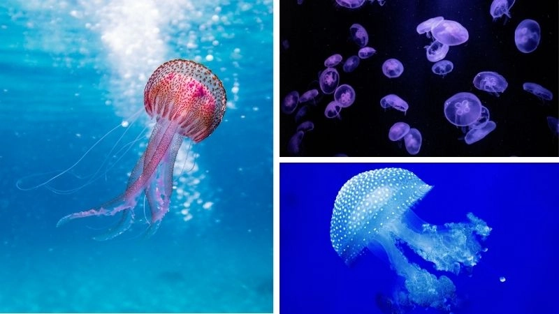 Sứa độc mối nguy hiểm tiềm ẩn trong đại dương