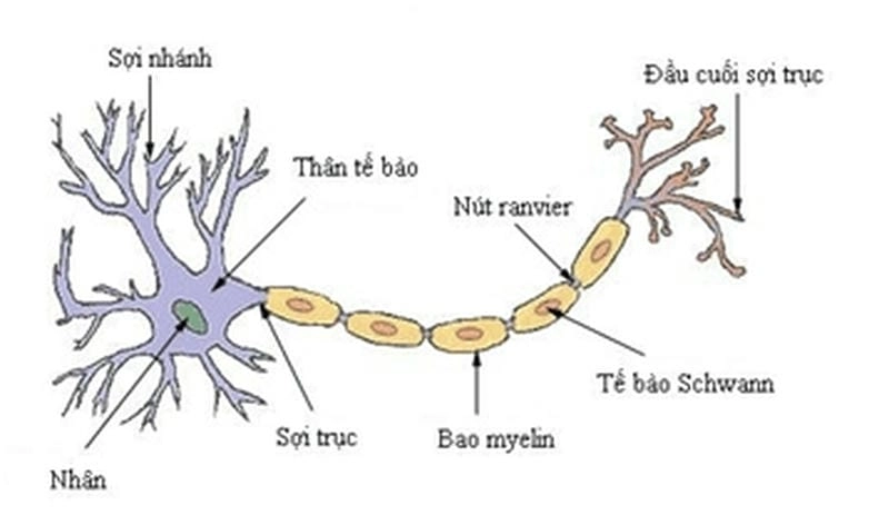 Tìm hiểu sâu về neuron hoạt động ra sao trong não bộ qua hình ảnh