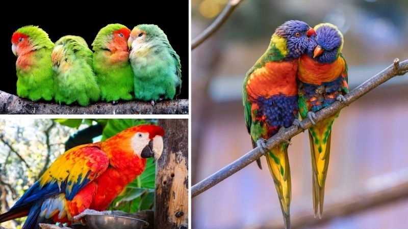 Vẹt xám châu Phi biểu tượng trí tuệ của loài chim