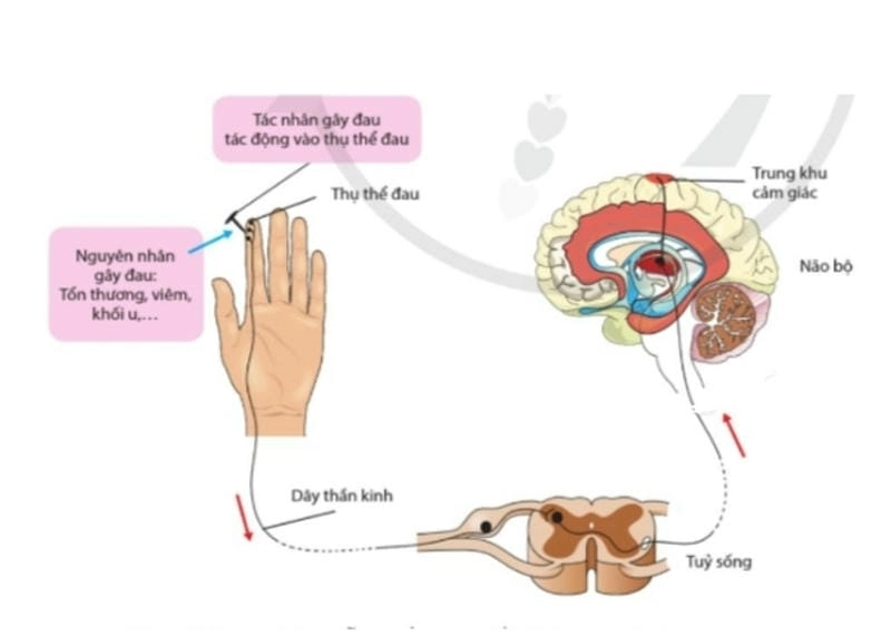 Khám phá cảm giác đau bắt đầu từ đâu trong cơ thể thật bất ngờ