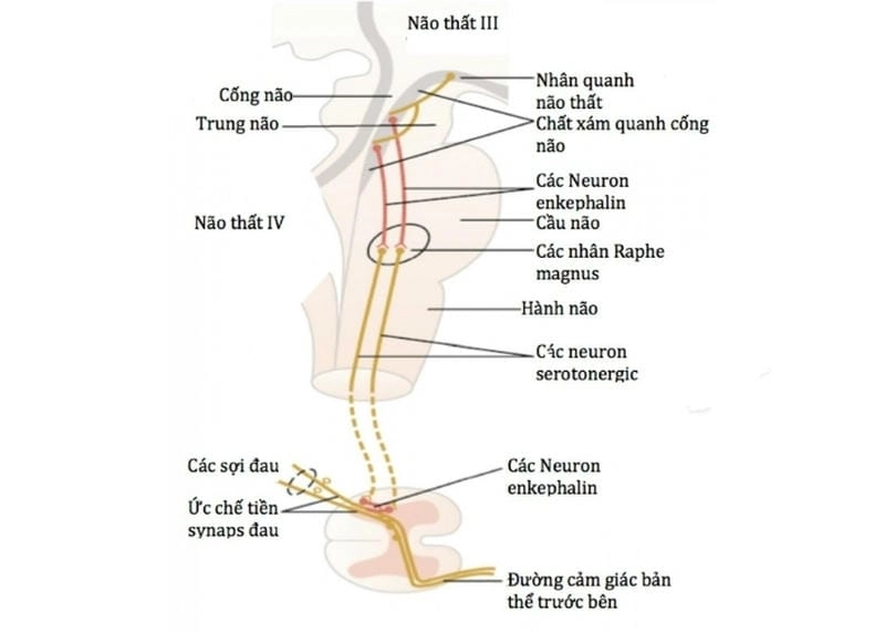 Tò mò với hành trình tín hiệu đến não bộ nhanh chóng ra sao