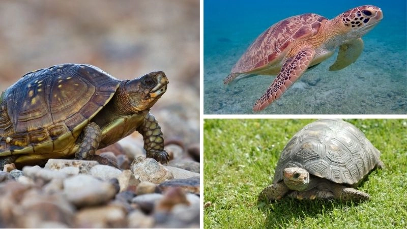 Rùa biển sinh vật cổ xưa của đại dương