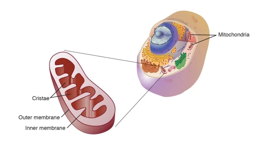 Khám phá Mitochondria là gì trong thế giới sinh học tế bào