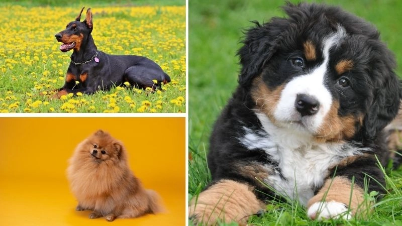 Giống chó dễ chăm phù hợp với mọi gia đình hiện đại