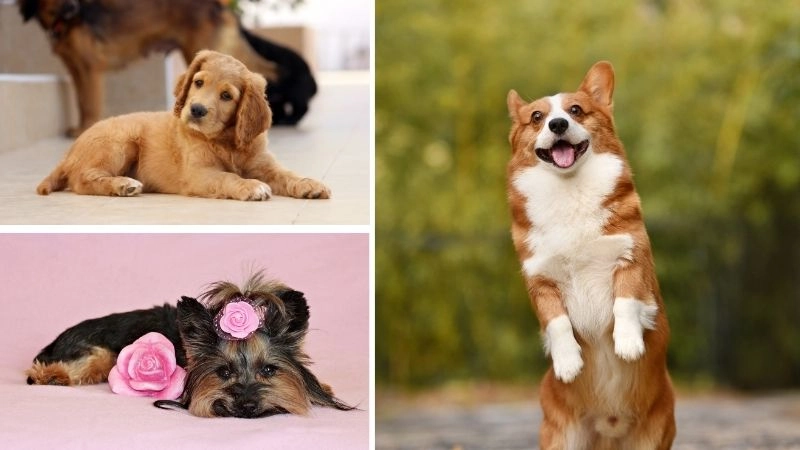 Chó dễ nuôi giúp tiết kiệm thời gian và công sức chăm sóc