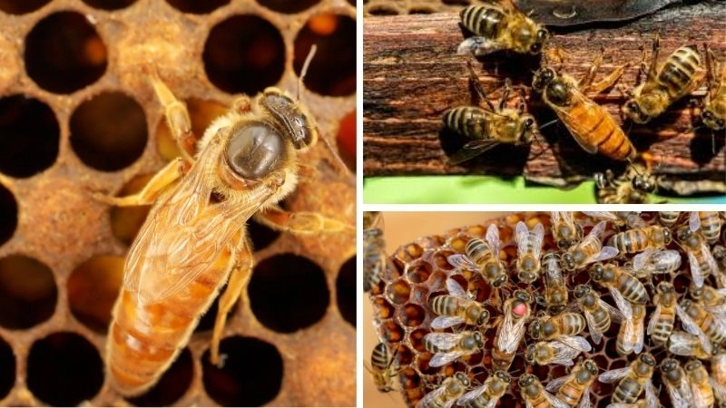 Ong thợ lực lượng lao động của đàn ong