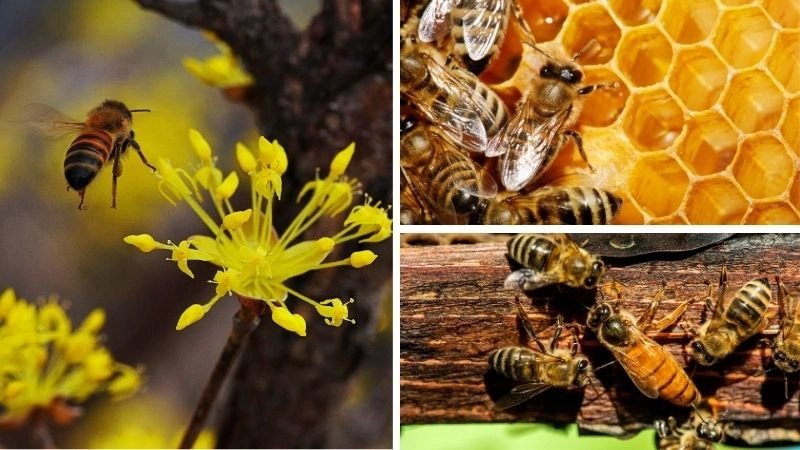 Quy trình mật ong từ hoa đến bàn ăn con người