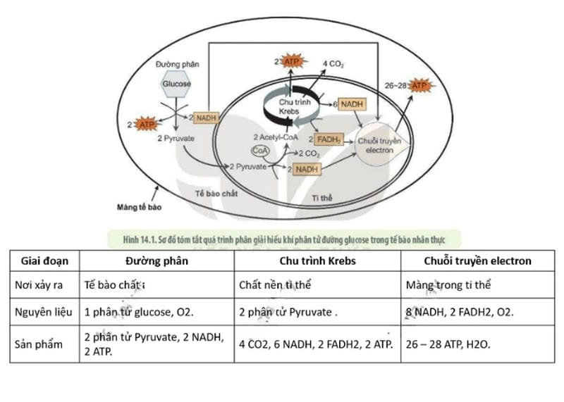 Tìm hiểu các giai đoạn chính trong quá trình hô hấp