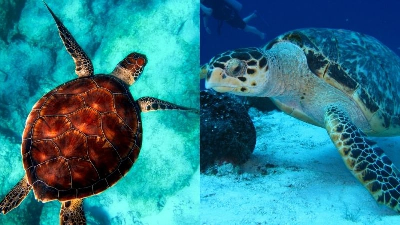 Bảo tồn rùa biển nỗ lực cứu loài khỏi tuyệt chủng